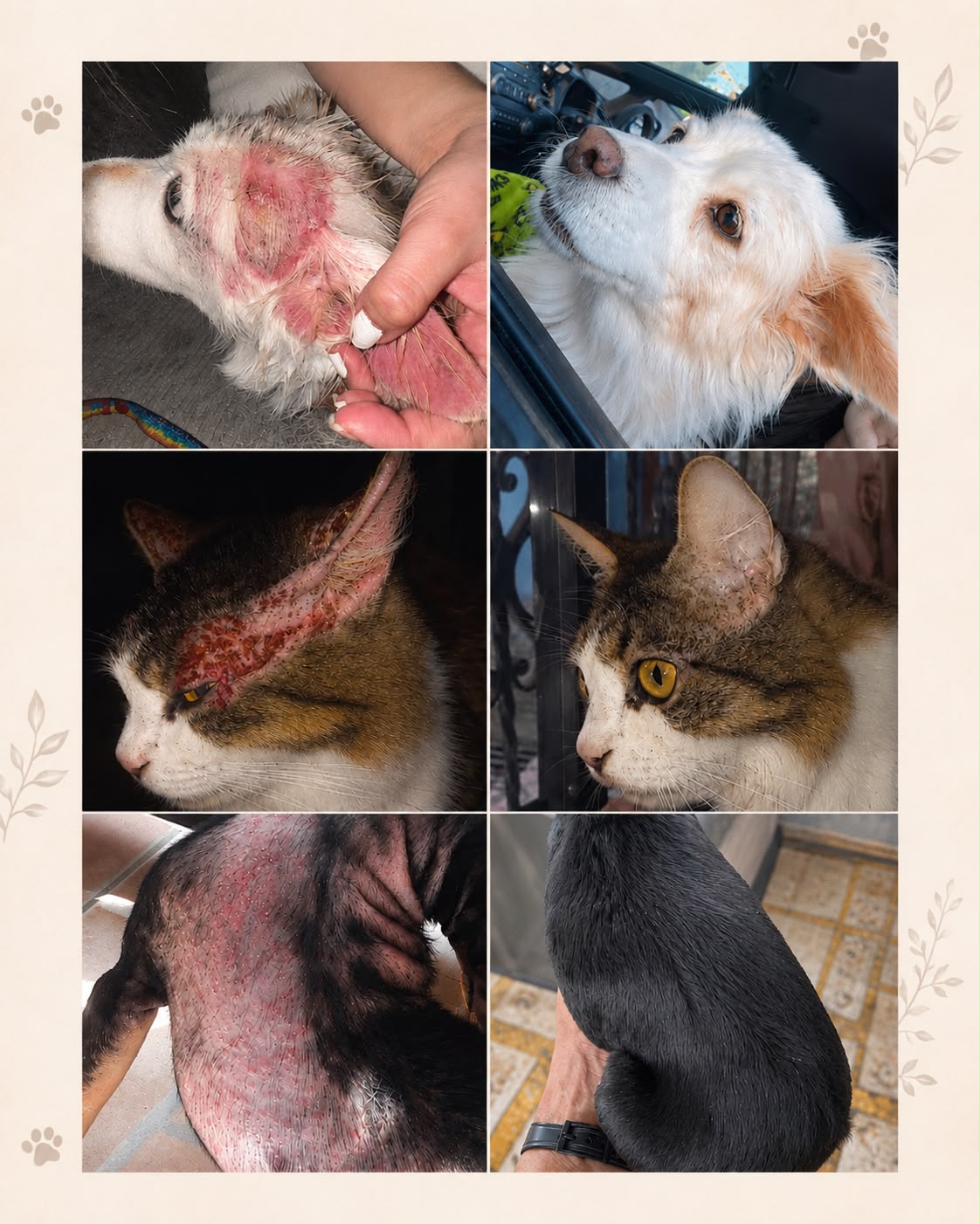 Antes y después reales en perros y gatos